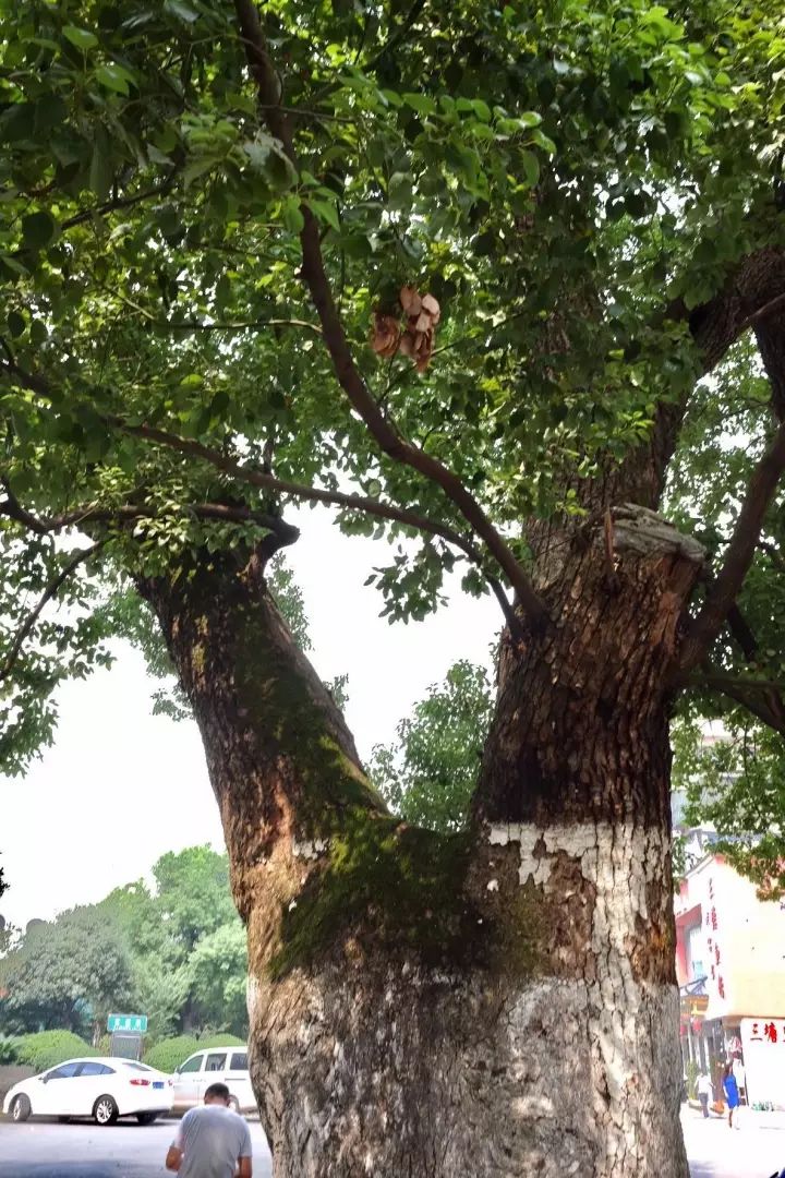 「红棉·长河」三棵古树牵出的百年铁路
