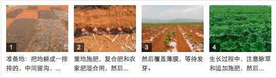 魔芋是个什么植物,魔芋这种植物是怎么来的