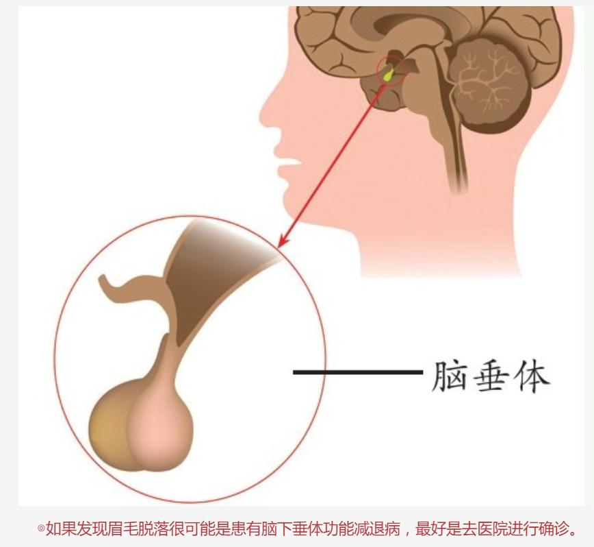 从眉毛看出人的命,五脏健康与否从眉毛找征兆