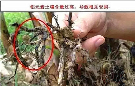 土壤酸碱度偏高有什么危害,土壤偏碱性对农作物的危害