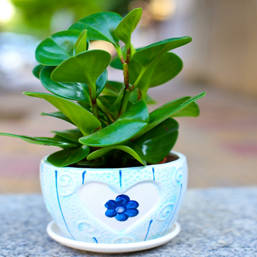 养花由黄叶变绿叶用什么方法,养花技巧叶子会有黑斑点