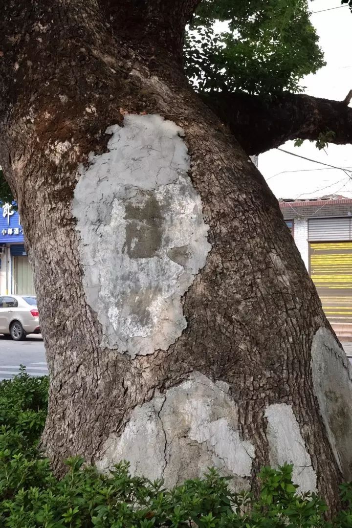 「红棉·长河」三棵古树牵出的百年铁路