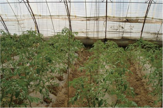 土壤酸碱度偏高有什么危害,土壤偏碱性对农作物的危害