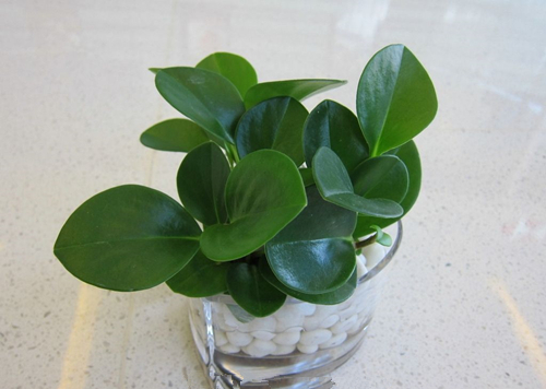 养花由黄叶变绿叶用什么方法,养花技巧叶子会有黑斑点