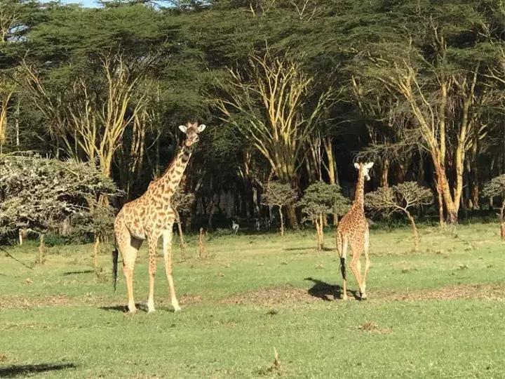 曾哥美国视频,曾哥美国