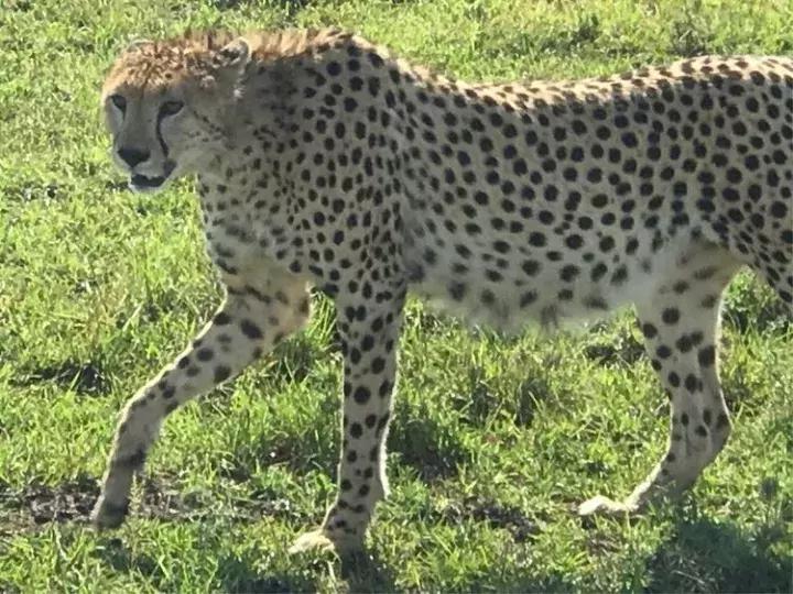 曾哥美国视频,曾哥美国