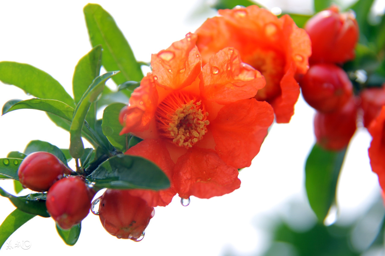 石榴的功效与作用石榴籽能吃吗,石榴籽能吃吗石榴籽的功效与作用