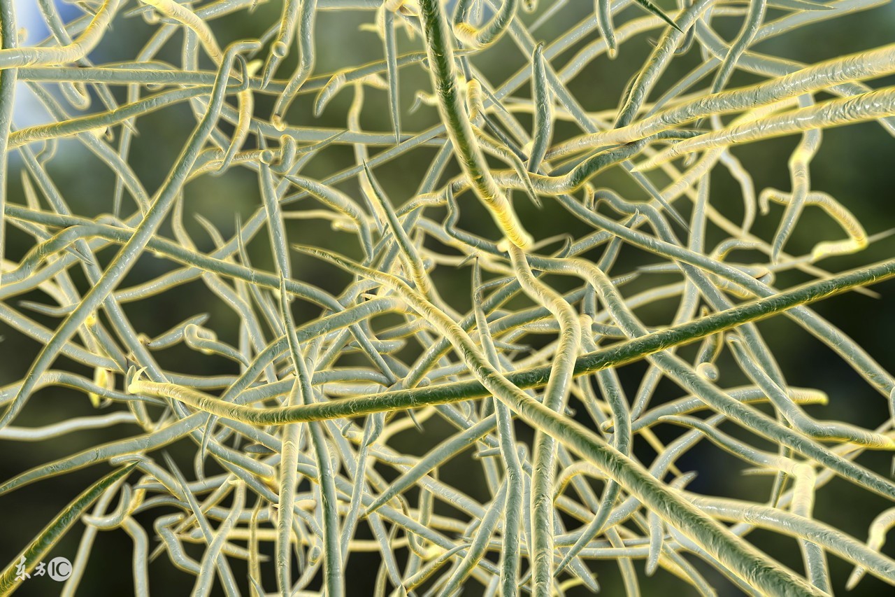 水产养殖治疗烂鳃病的小偏方,水产养殖如何预防腐皮烂鳃