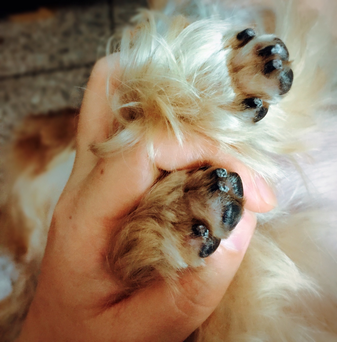 一个月狗狗剪指甲正确方法,养狗妙招大全