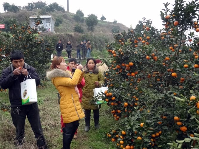 柑橘种植前有哪些关注事项,柑橘种植前要关注什么