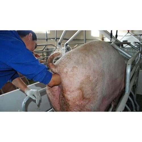 母猪难产掏不到猪,母猪难产怎么办