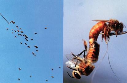 蜜蜂蜇人后为什么蜜蜂会死,蜜蜂蜇人后蜜蜂为什么会死