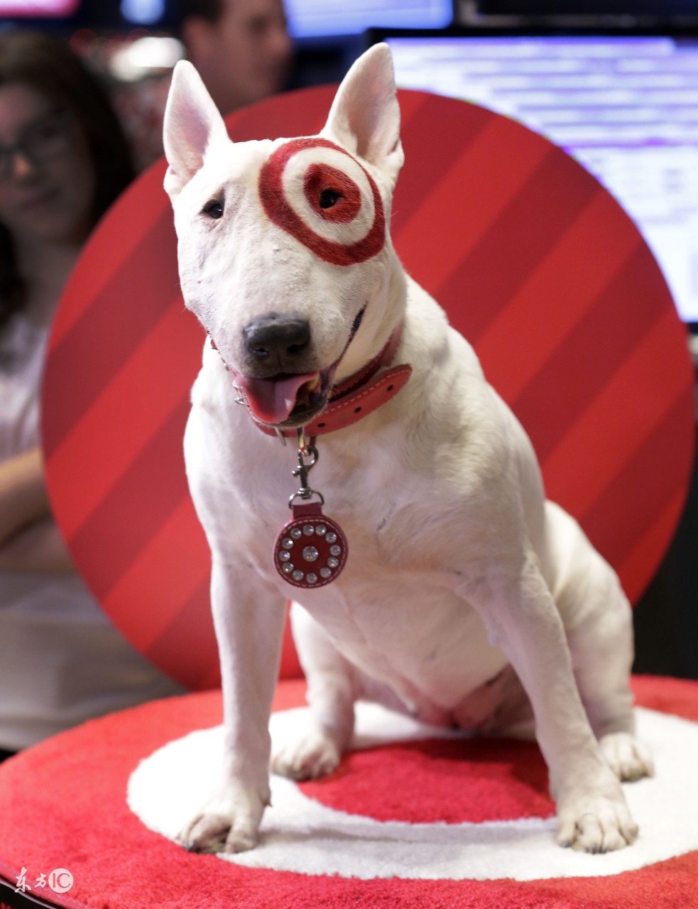 迷你贵宾狗狗拉肚子吃啥食物,小笨狗幼犬拉稀怎么办