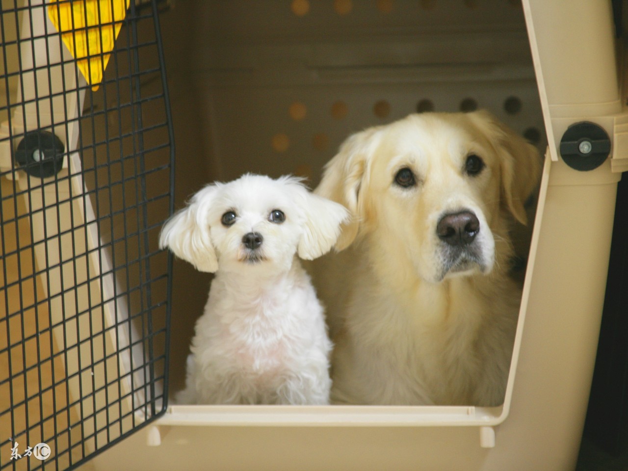 拉布拉多幼犬怎么养才能听话,幼犬怎么养才能长好