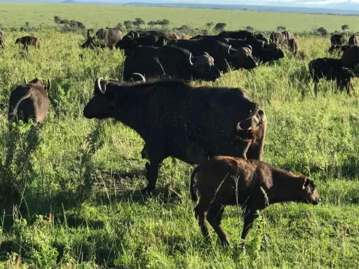 曾哥美国视频,曾哥美国