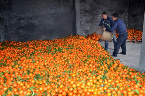 柑橘种植前有哪些关注事项,柑橘种植前要关注什么