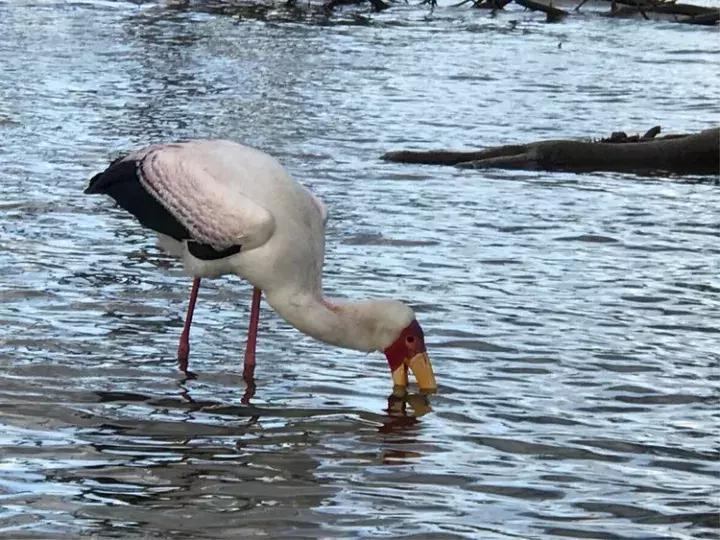 曾哥美国视频,曾哥美国