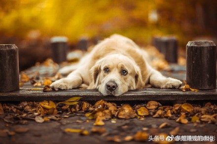 狗狗种类这么多你养的是哪种狗狗,狗狗的种类都有哪些