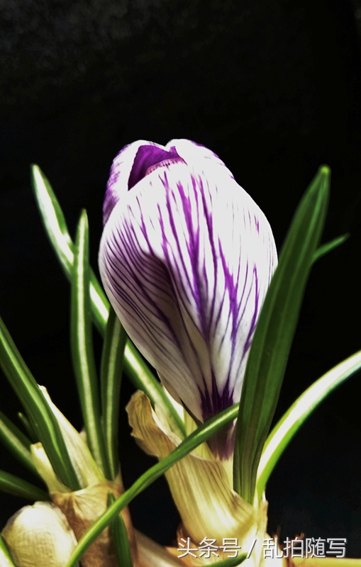 家里花草推荐,家里漂亮花草
