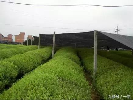 食材特典｜关于抹茶的真相都在这里（深度文）