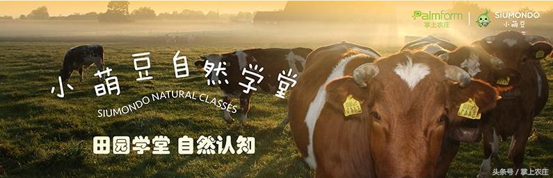 小萌豆自然学堂碧岭营地的蜜蜂课堂