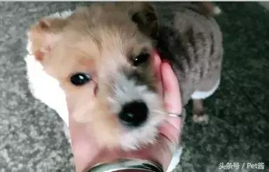 领养的狗狗患上细小，家里拿不出这么多治疗费，网友求助该怎么办