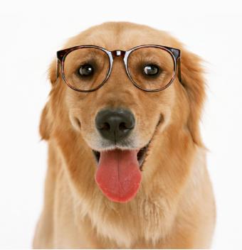 笑死驴：妈妈用高压锅炖牛肉三次都糊了，老爸把锅砸了才逗笑妈妈