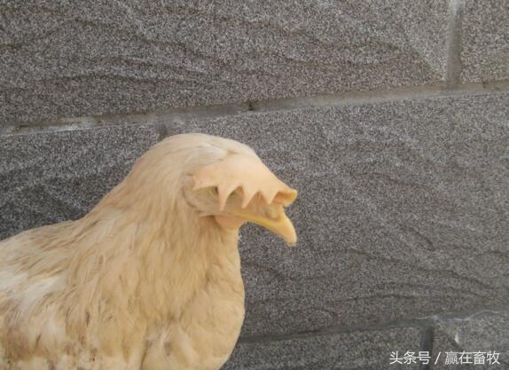 鸡冠发白是什么病能吃吗,鸡冠发白是什么病用什么药能治好