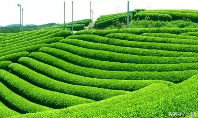 食材特典｜关于抹茶的真相都在这里（深度文）