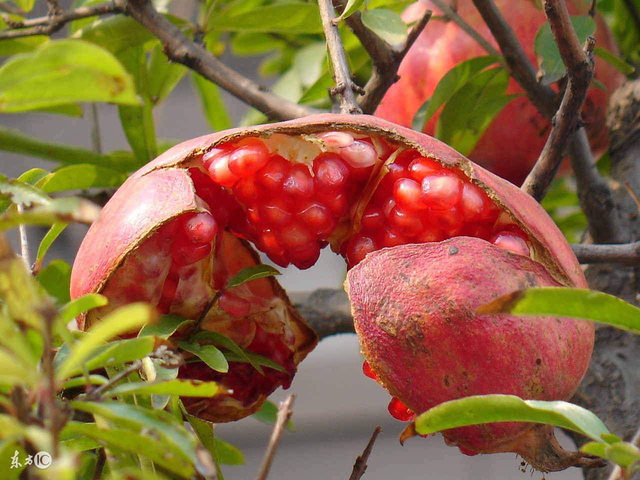 石榴的功效与作用石榴籽能吃吗,石榴籽能吃吗石榴籽的功效与作用