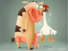 小鸡啄肛什么原因,鸡子啄鸡蛋是什么原因