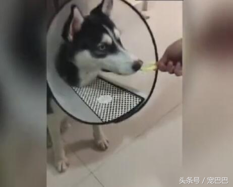 哈士奇吃柠檬视频完整版,哈士奇吃柠檬搞笑版