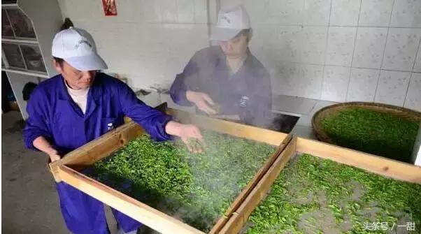 食材特典｜关于抹茶的真相都在这里（深度文）