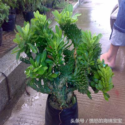 怎样让麒麟掌变得肥厚不徒长,麒麟掌饲养方法