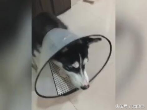 哈士奇吃柠檬视频完整版,哈士奇吃柠檬搞笑版