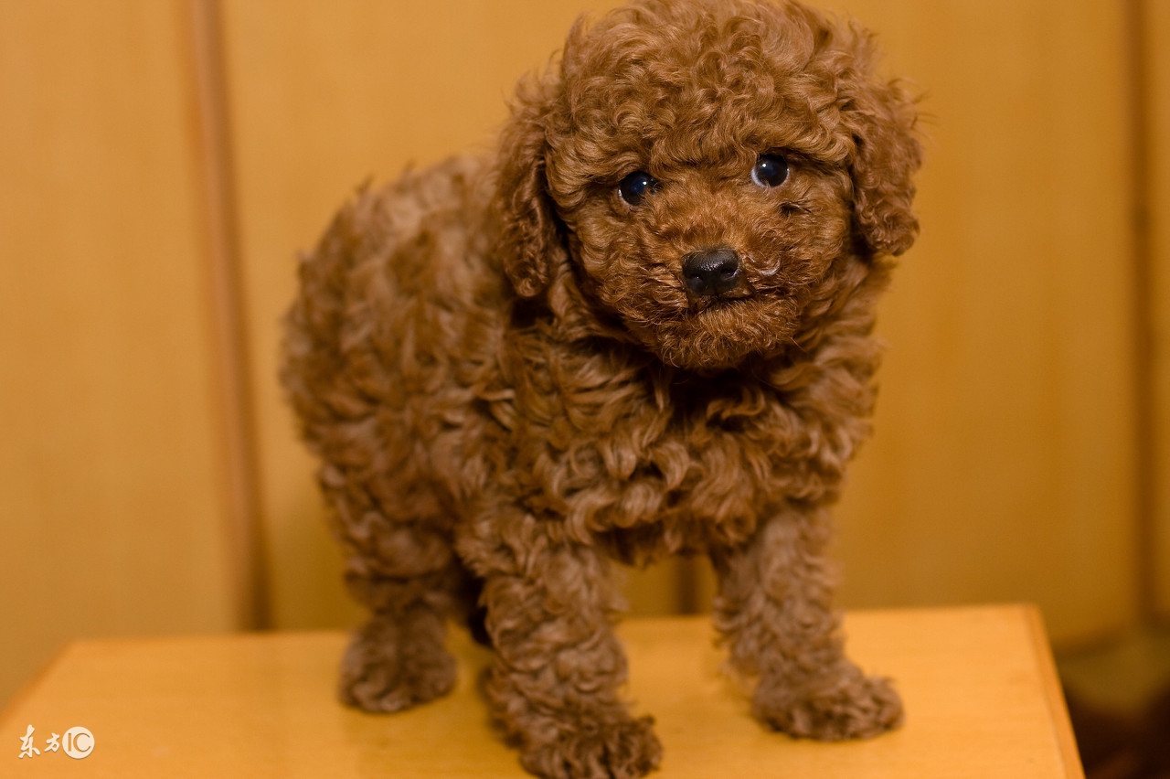 泰迪二三个月幼犬喂养关注事项,半个月大的泰迪幼犬怎么正确饲养