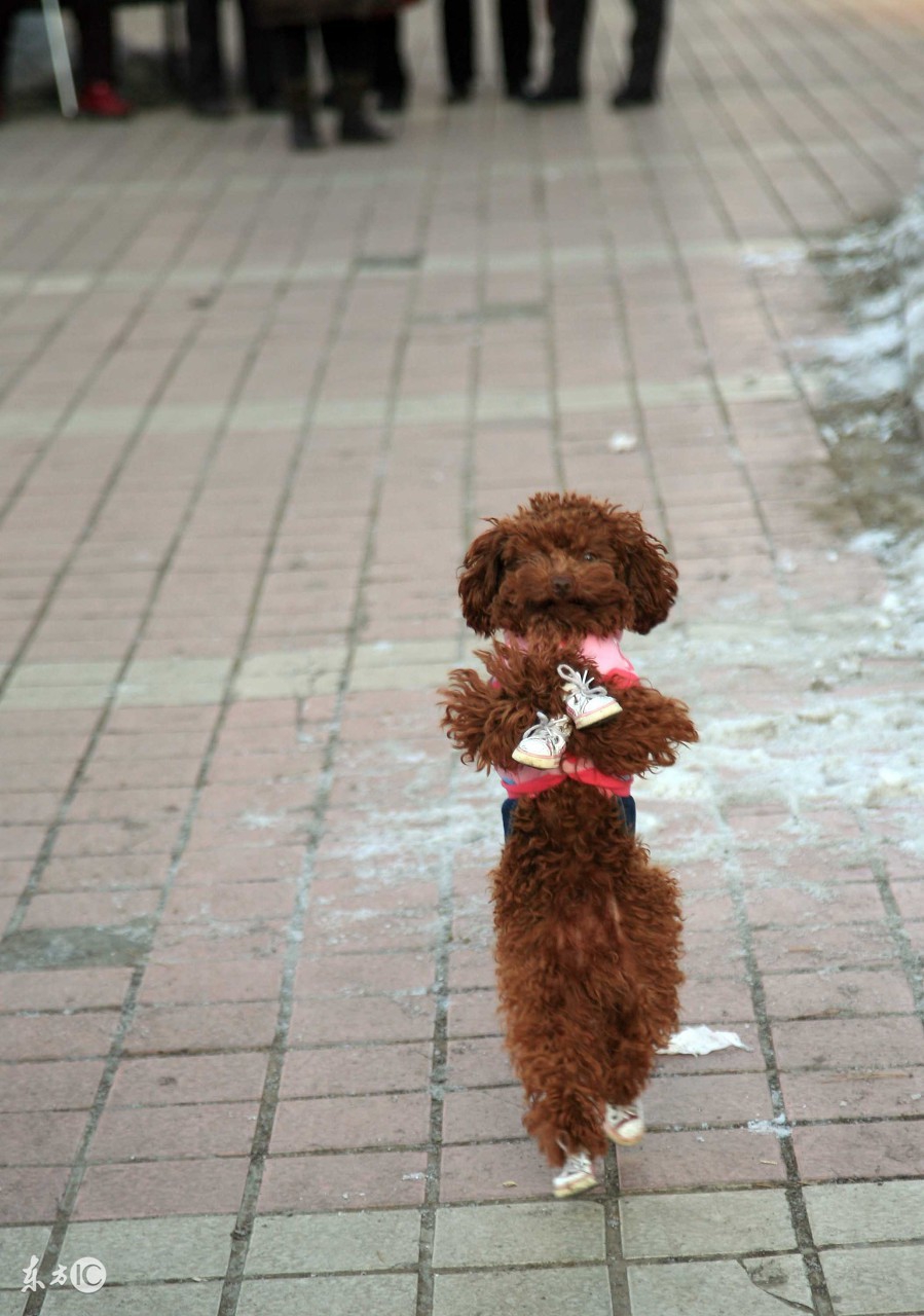 泰迪二三个月幼犬喂养关注事项,半个月大的泰迪幼犬怎么正确饲养