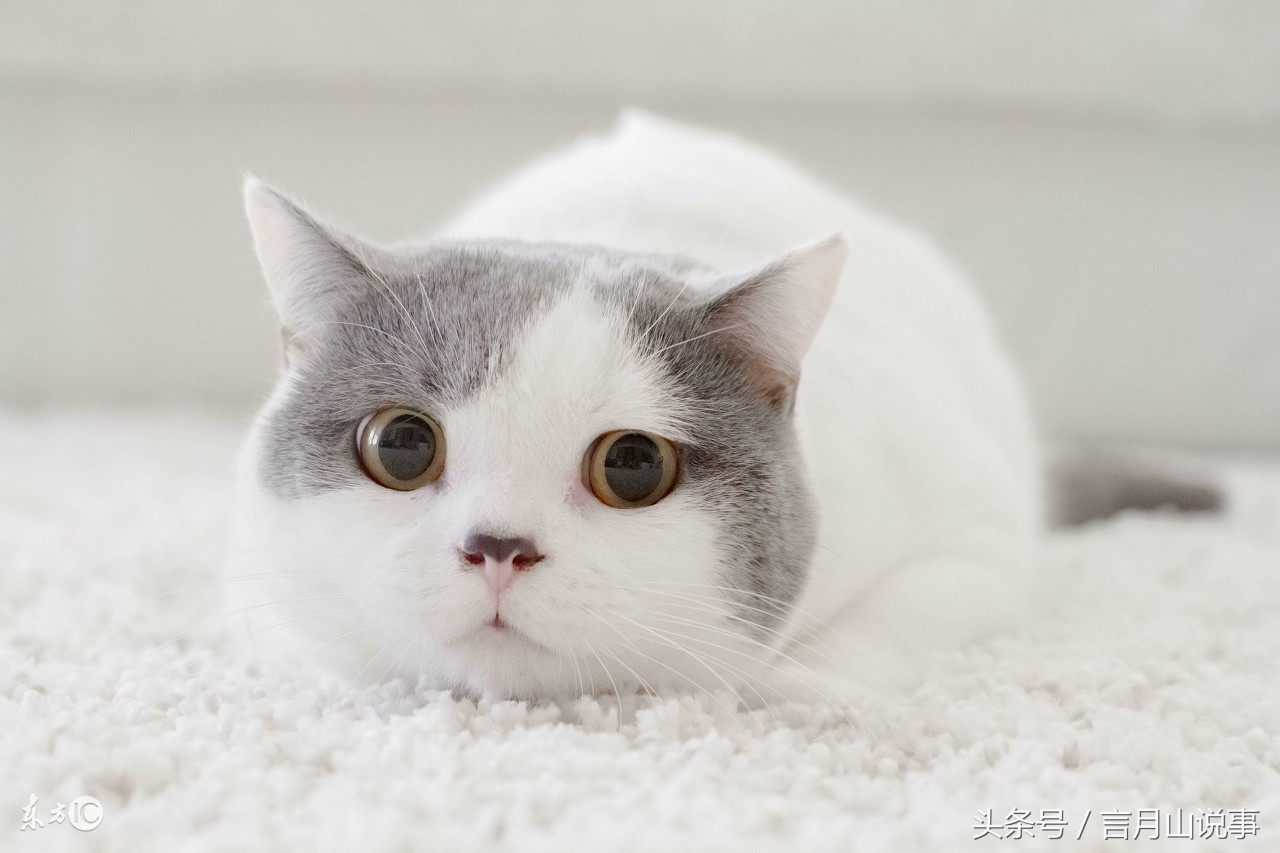 共享猫咪可以用吗,共享猫咪9.9元租一天