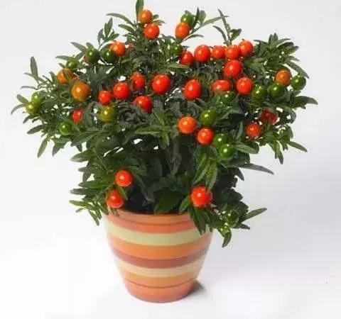 金弹子和珊瑚珠区别,金弹子和金豆是一个品种吗