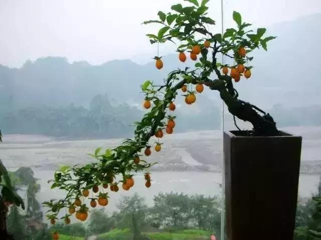 金弹子和珊瑚珠区别,金弹子和金豆是一个品种吗