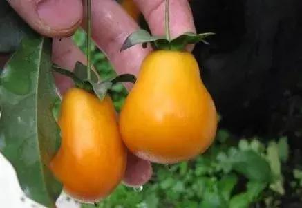 金弹子和珊瑚珠区别,金弹子和金豆是一个品种吗