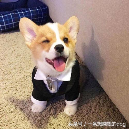 狗狗种类这么多你养的是哪种狗狗,狗狗的种类都有哪些