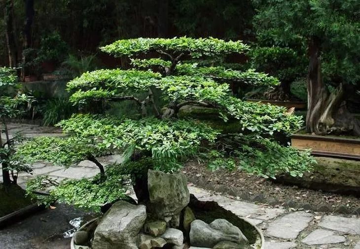 最旺财的三种花草,旺财助运的花