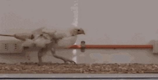 今年诺贝尔医学奖发明了什么,盘点最奇葩的发明