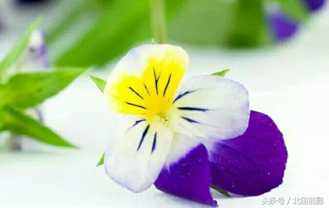 原创现代诗∶芒刺（诗五首）｜诗人乌吉斯格朗