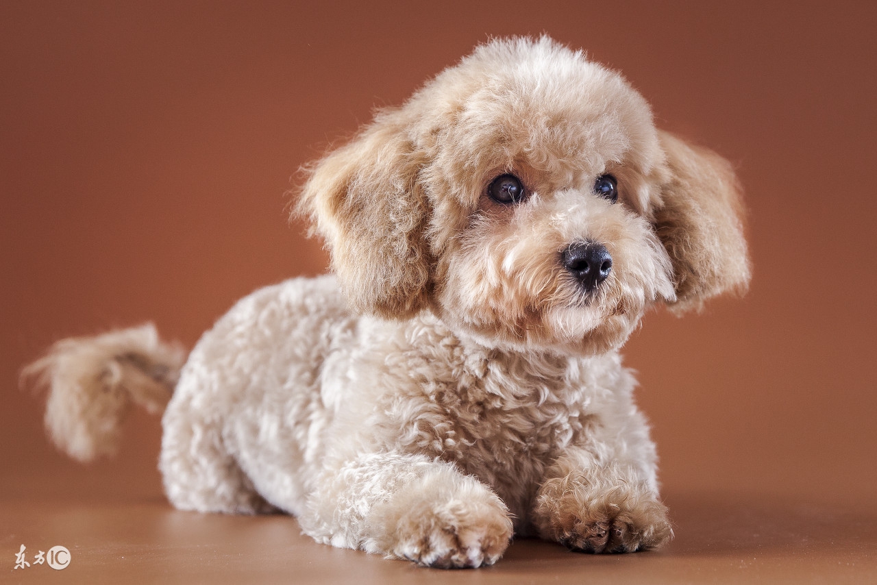 泰迪二三个月幼犬喂养关注事项,半个月大的泰迪幼犬怎么正确饲养