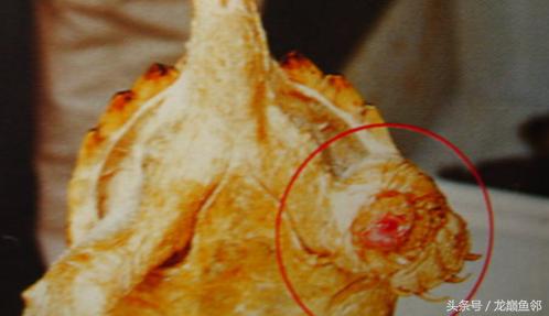 龟病防治全集,龟病预防