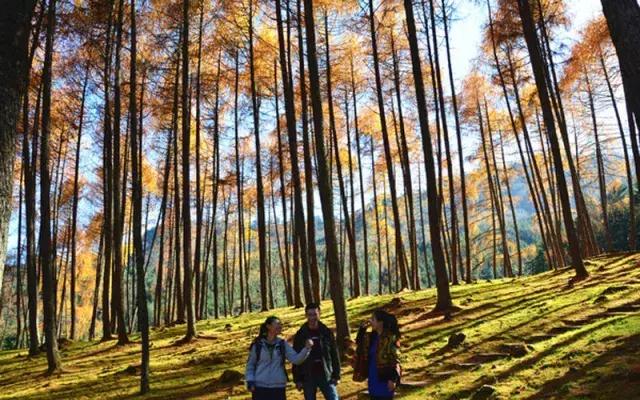 四川看红叶最佳地方自驾游,四川彩林红叶最佳观赏地点
