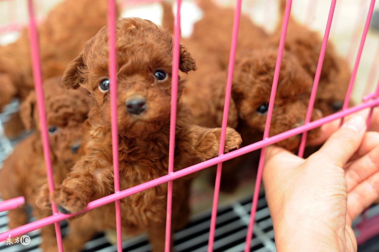 泰迪二三个月幼犬喂养关注事项,半个月大的泰迪幼犬怎么正确饲养