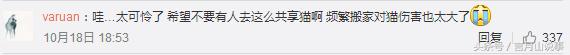 共享猫咪可以用吗,共享猫咪9.9元租一天